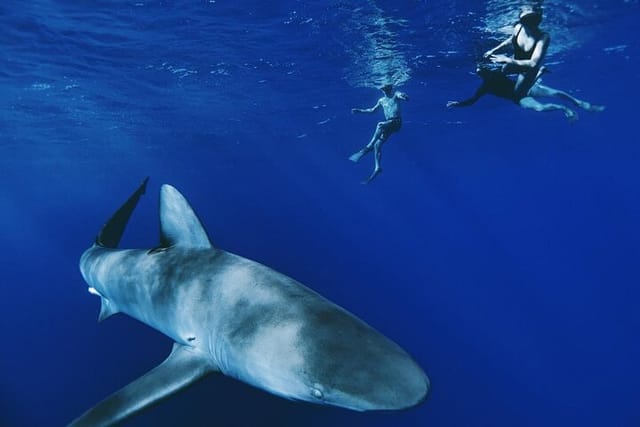 Galapagos Shark